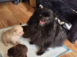 Pomeranian Puppies For Sale