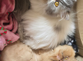 Persian Cats