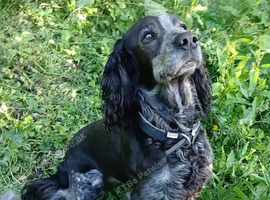 Adult Female Sprocker (Spayed)