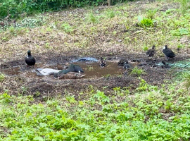 Pairs of tame hacked call ducks