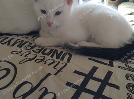 Beautiful male kitten for sale