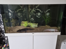 Axolotos with tank