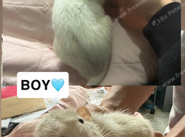 Dumbo Rats