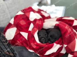 Puppies