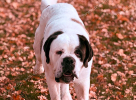 St Bernard