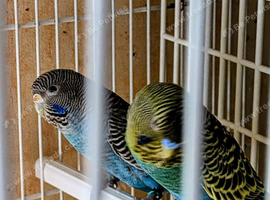 Extra, special RARE, BF / YF BIRDS