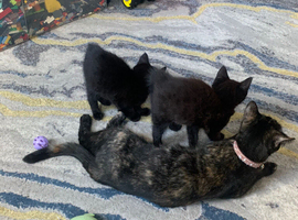 Kittens for sale !!!
