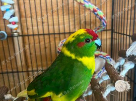 Hand tame kakariki