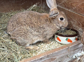 2 mixed breed bunnies
