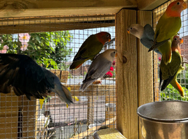 Beautiful young love birds ready to go