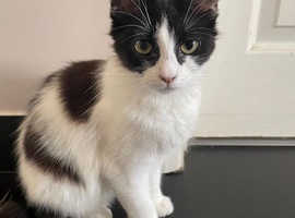 6 neutered females. Age approx 18months
