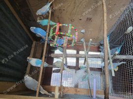 Breeding Pair-Young budgie looking for new home