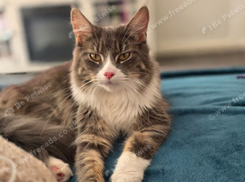 1 year old mainecoon female