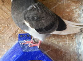 Pigeons for sale