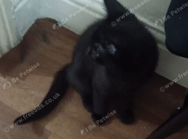 Kittens