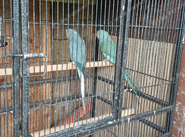 Indain ringneck Parrot gray/blue