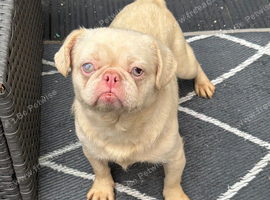 Pug cross girl