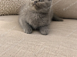 British short hair kitten