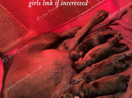 Puppies