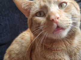 3 year old ginger male