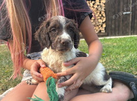 Springer Spaniel Puppies to go this weekend