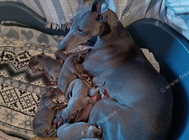 (Solid) Blue Whippet KC Registered Puppies