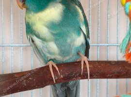 Baby Kakarikis looking for their forever homes. Ready now.