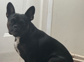 Sad rehome for my girl Nova