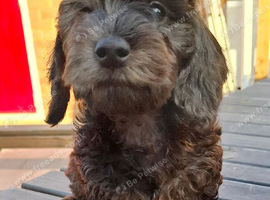 Tiny Toy Poodle x Mini-Wire Dachsund puppies