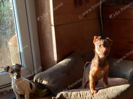 Jack Russell puppies