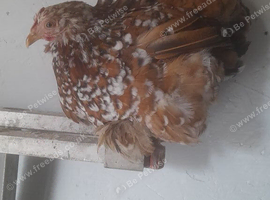2 pekin bantam hens