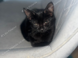 5 12 week old kittens ready to find a loving home