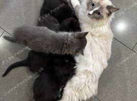 Ragdoll x kittens