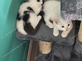 Kittens for sale