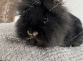 Beautiful lionhead