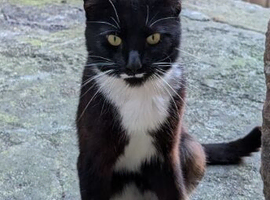 Male Cat - Niko