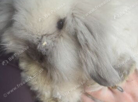 Mini lion lop seal point girl