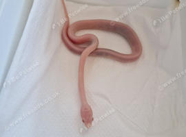 Rare blizzard cornsnake