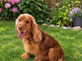 Show Type, Cocker Spaniel Girl