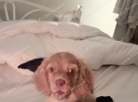 Puppy cocker spaniel