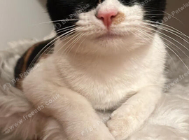 Lovely domestic shorthair