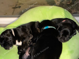 STAFFWIELLER PUPPIES