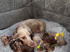 Miniature Dachshund Puppies for Sale
