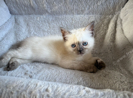 5 ragdoll kittens READY NOW