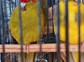 2 karakikis for sale,  unsure if male/ female