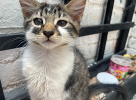 kittens available