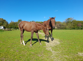 All related & homebred selection of ponies..