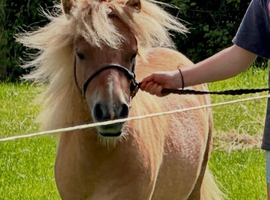 Registered mini gelding