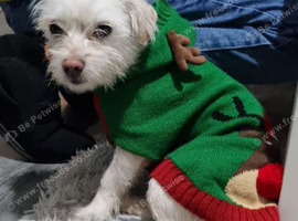 Rehoming lovely dog
