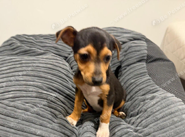 Jack Russell Puppy boy